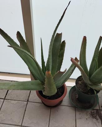 Aloe carina