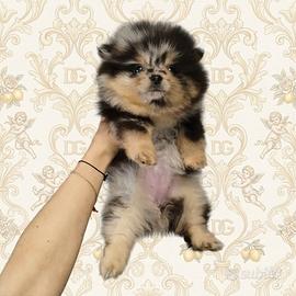 Pomerania spitz nano coreano black & tan merle