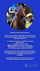 Cavallo mezza fida