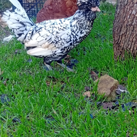 Gallo razza padovana