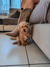 Cucciolo barboncino mini toy