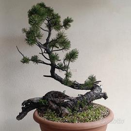 Pini mugo yamadori 