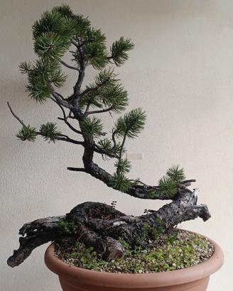 Pini mugo yamadori 