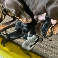 Cuccioli dobermann