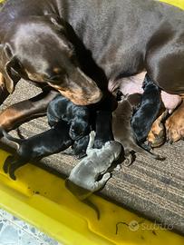 Cuccioli dobermann