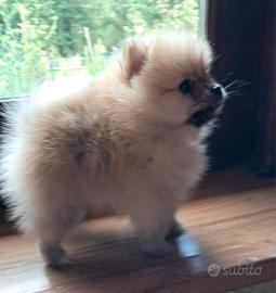 cucciolo di spitz tedesco