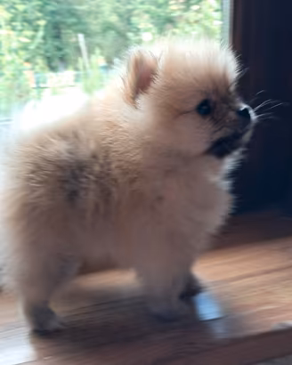 cucciolo di spitz tedesco
