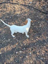 Cane da caccia