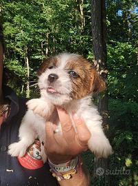 Jack russell terrier