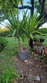 Piante di Yucca