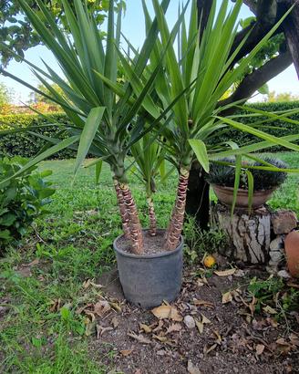 Piante di Yucca