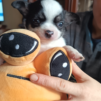 Chihuahua. Maschio