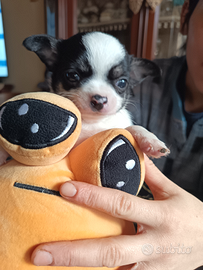 Chihuahua. Maschio