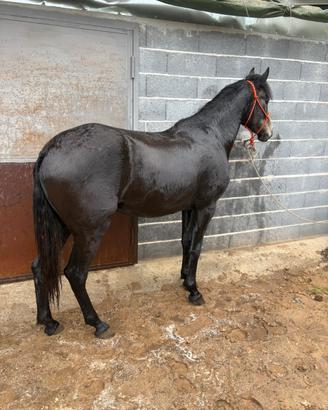 Puledra