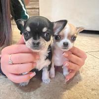 Cuccioli Chihuahua