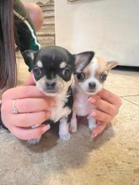 Cuccioli Chihuahua