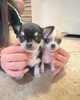 Cuccioli Chihuahua