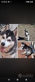 Husky maschio 