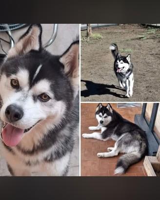 Husky maschio 