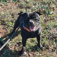 Staffordshire bull terrier disponibile per monta