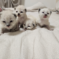 Cuccioli Ragdoll Seal Point