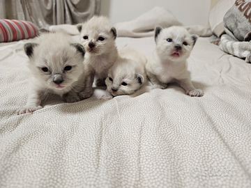 Cuccioli Ragdoll Seal Point