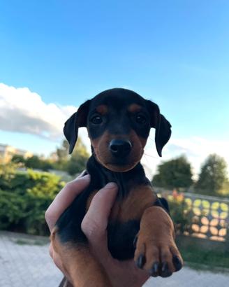 Pinscher nano cucciola 2 mesi