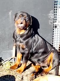 Rottweiler