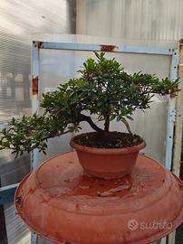 azalea satsuki pre bonsai 