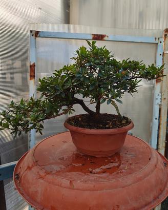 azalea satsuki pre bonsai 