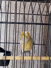 Canarino Timbrado