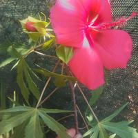 Hibiscus palustre coccineus