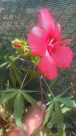 Hibiscus palustre coccineus