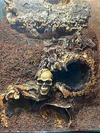 Acanthoscurria geniculata più terrario bioattivo