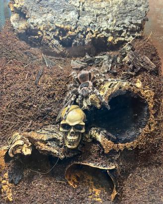 Acanthoscurria geniculata più terrario bioattivo