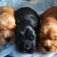 Cocker Spaniel inglesi con pedigree