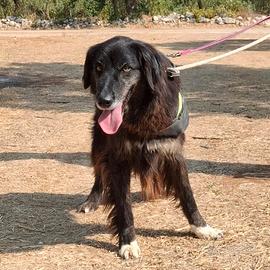 LILLY meraviglia a pelo lungo in adozione