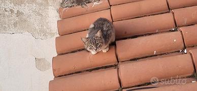 Da san nicola arcella gatto