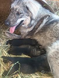 Pastore del Caucaso - Pastore Maremmano