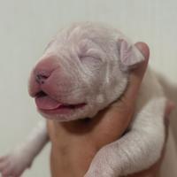 Cuccioli dogo argentino