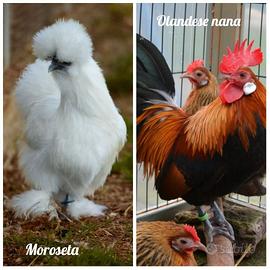 Galline Ornamentali