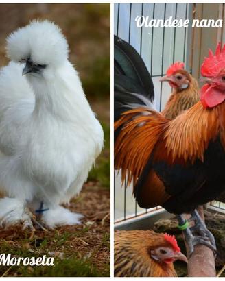 Galline Ornamentali