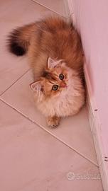 Gattini british longhair