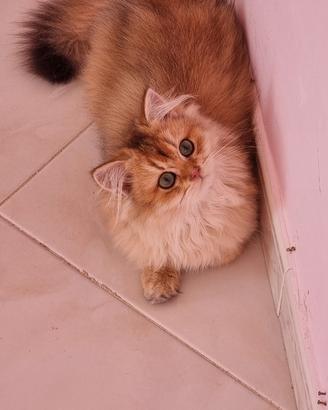 Gattini british longhair