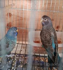 Cocorita black face black wing