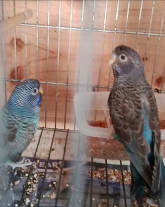 Cocorita black face black wing