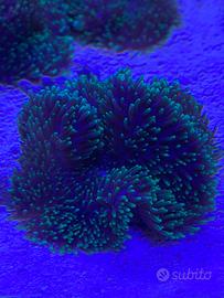 Rhodactis indosiensis - corallo