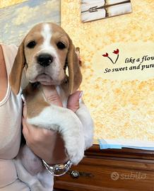 Cucciola di beagle con pedigree
