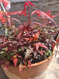 Piante di acero rosso