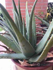 pianta aloe arborescens